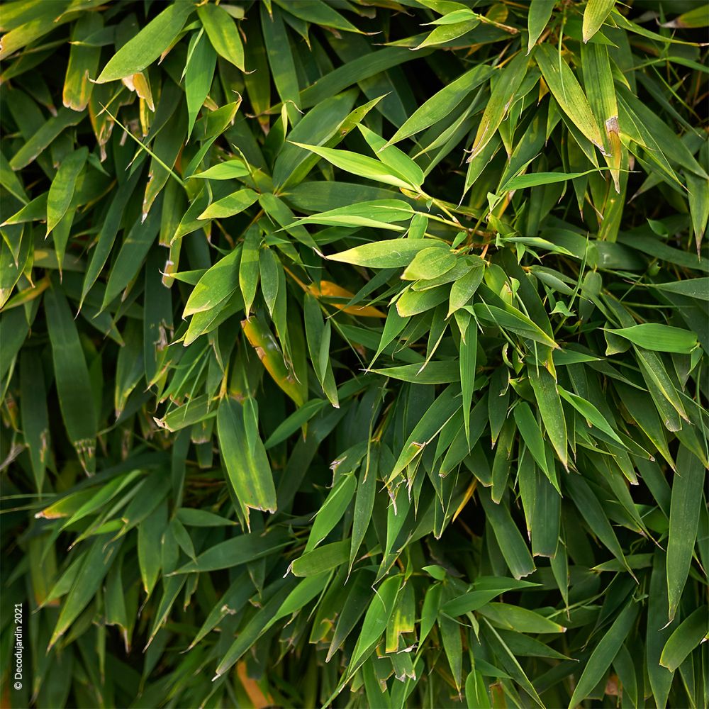 Bambou Phyllostachys Aureosulcata Aureocaulis.