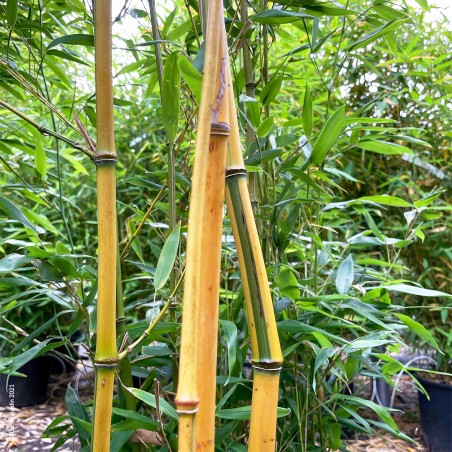 Bambou Phyllostachys Aureosulcata Spectabilis.