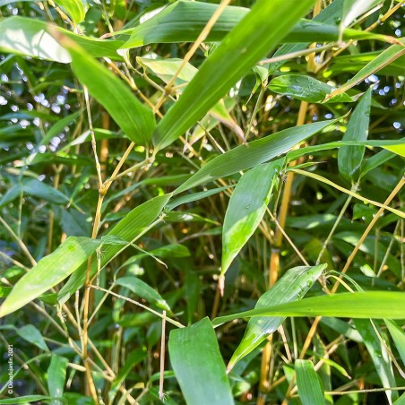 Bambou Phyllostachys Aureosulcata Spectabilis.
