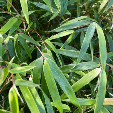 Bambou Fargesia Rufa.