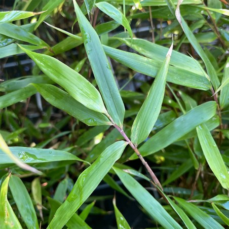 Bambou Fargesia Rufa.