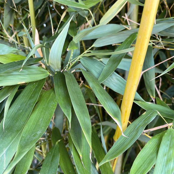 Bambou Phyllostachys Bissetii.