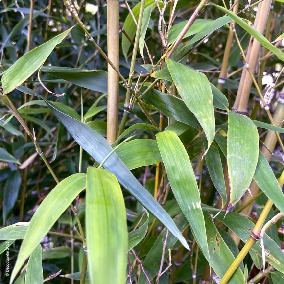 Bambou Phyllostachys Aurea.