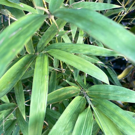 Bambou Phyllostachys Aurea.