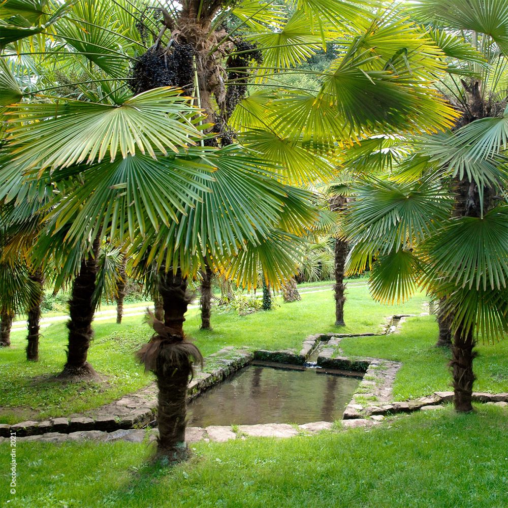 Palmier, Trachycarpus Arecaceae Fortunei.