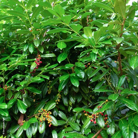 Prunus Laurocerasus Caucasica, Laurier du Caucase.