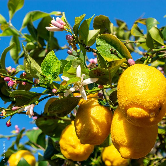 Citronnier Citrus Limon