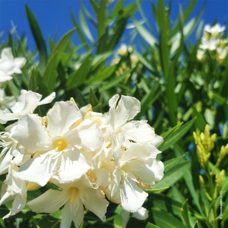 Laurier Rose, Nerium Oleander.