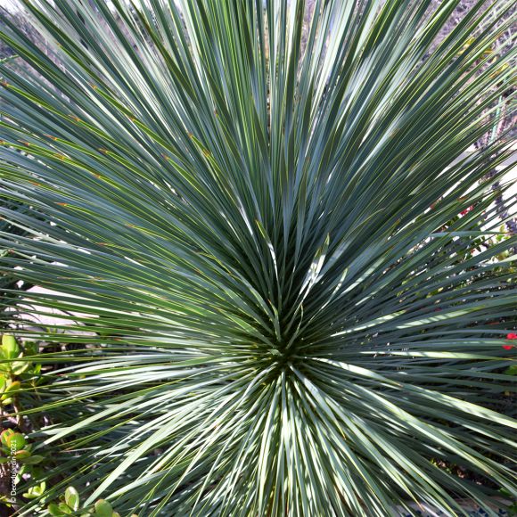 Yucca Rostrata ou Yucca Rostré.