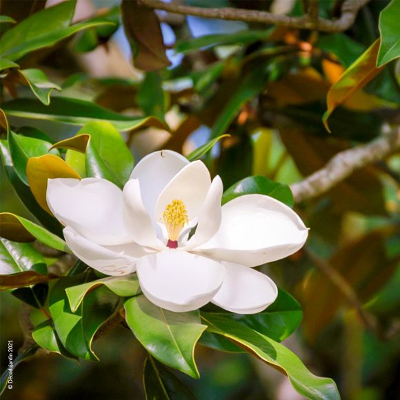 Magnolia Persistant Grandiflora.