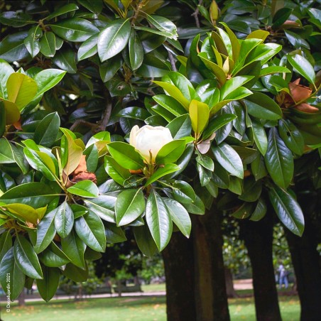 Magnolia Grandiflora persistant Galissonière.