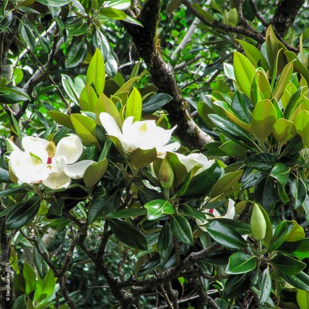 Magnolia Persistant Grandiflora Nain, Magnolia Grandiflora Little Gem.