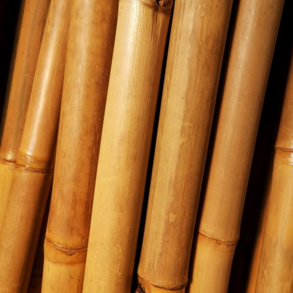 Canne de Bambou