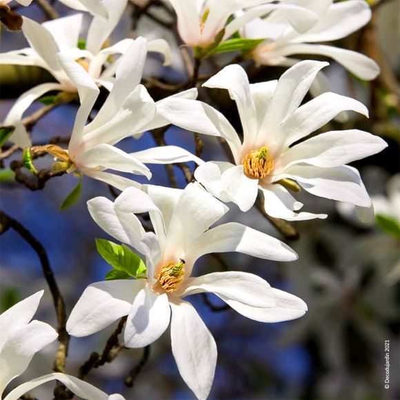 Magnolia  Étoilé ou Magnolia Stellata à fleurs en étoile.