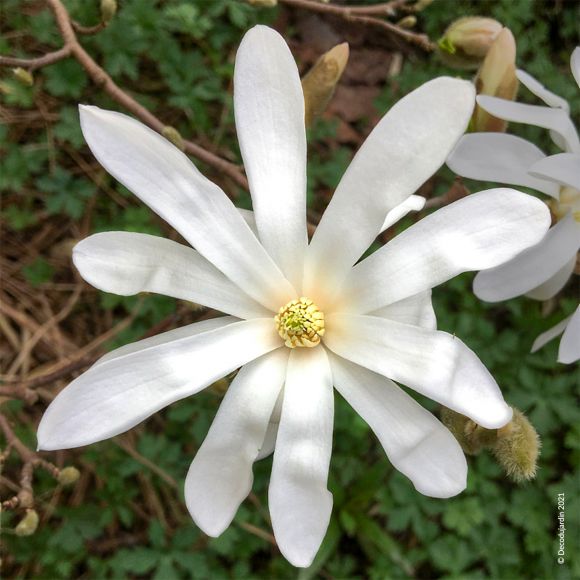 Magnolia  Étoilé ou Magnolia Stellata à fleurs en étoile.