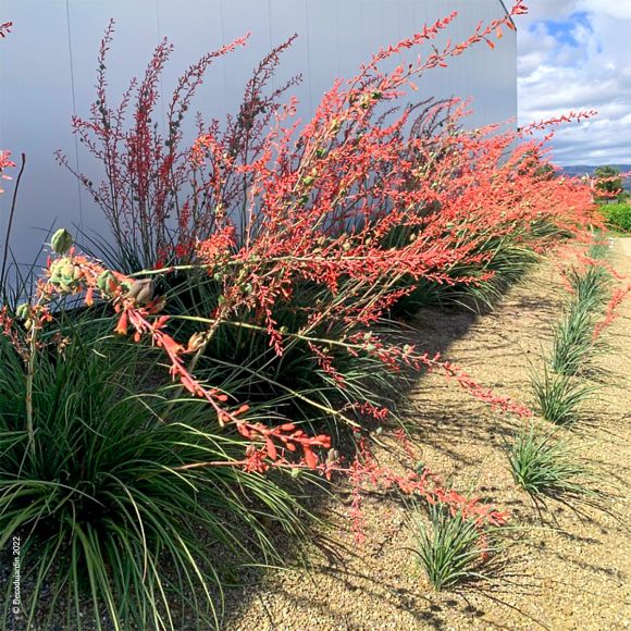 Yucca Rouge Hesperaloe Parviflora ou faux Yucca.