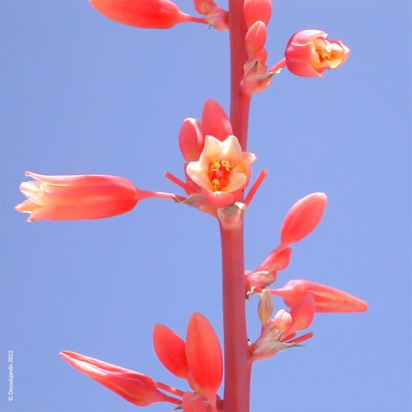 Yucca Rouge Hesperaloe Parviflora ou faux Yucca.