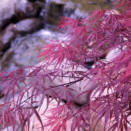 Érable du Japon Garnet, Acer Palmatum Garnet.