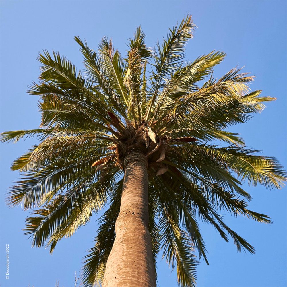 Palmier du Chili, Jubaea Chilensis ou Cocotier du Chili.