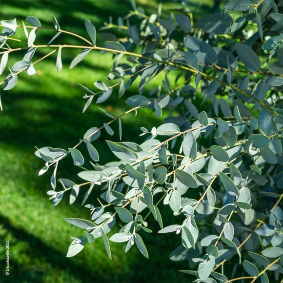 Eucalyptus Gunnii.