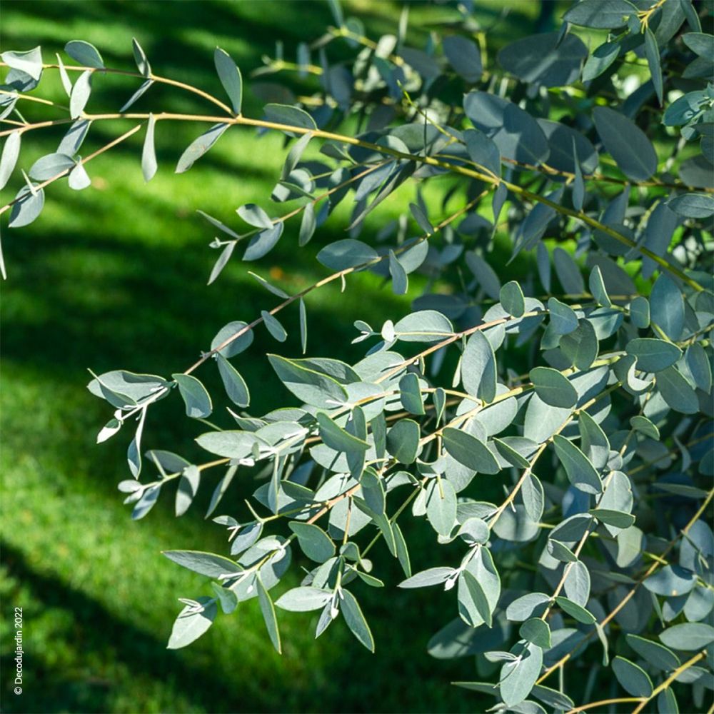 Eucalyptus Gunnii - Déco du Jardin à Reims