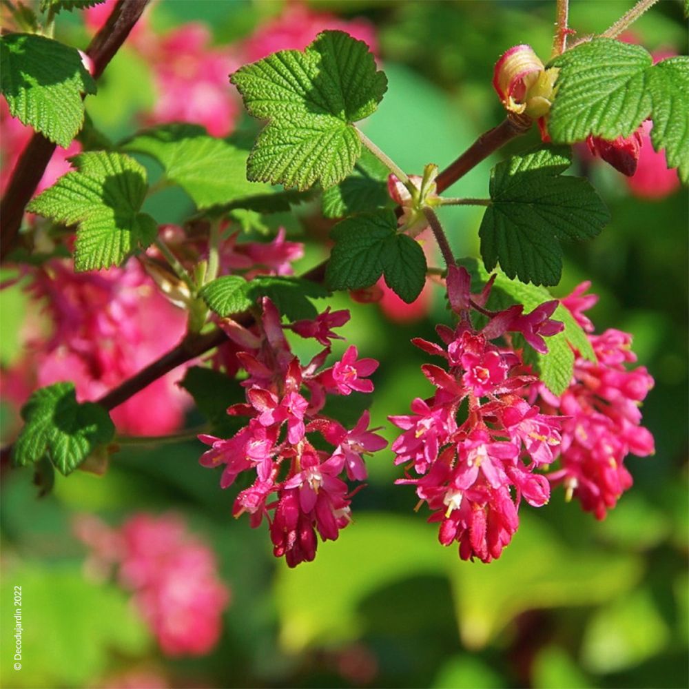 Groseillier à Fleurs ou Ribes sanguineum - Déco du Jardin à Reims