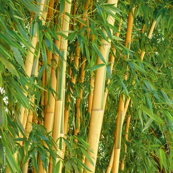 Bambou Phyllostachys Vivax Aureocaulis.