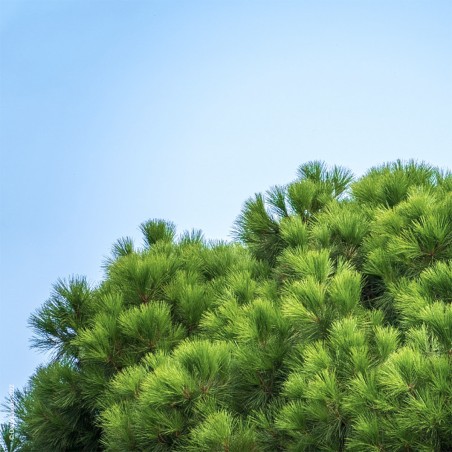 Le Pinus pinea, Pin Parasol, Pin Pignon, Pin Pinier.