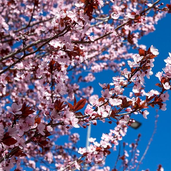 Cerisier à Fleurs Nigra, Prunus cerasifera Atropurpurea.