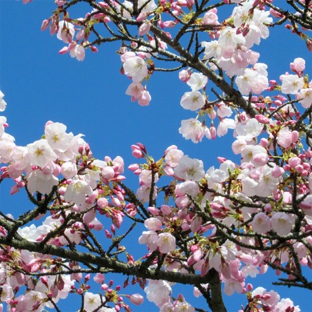 Cerisier du Japon à Fleurs Pleureur Subhirtella.
