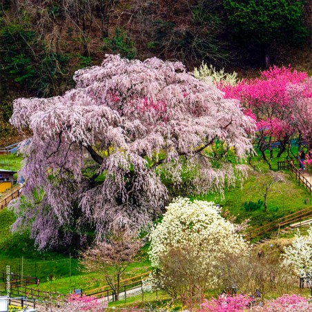 Cerisier du Japon à Fleurs Pleureur Subhirtella.