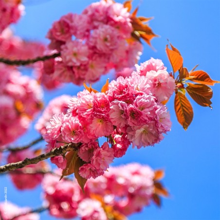 Cerisier à Fleurs du Japon Serrulata Kanzan