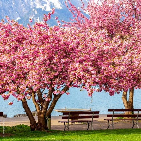 Cerisier à Fleurs du Japon Serrulata Kanzan