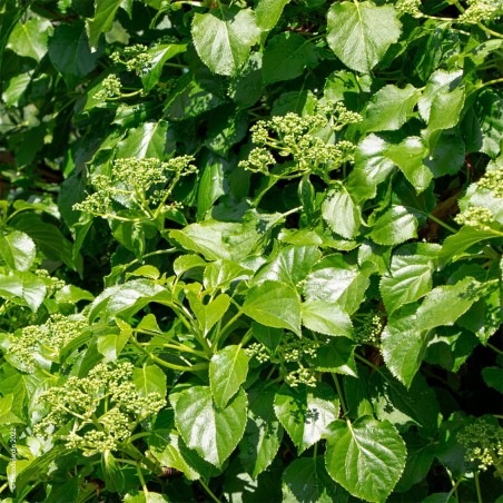 L'Hortensia Grimpant ou Rampant, Hydrangea Petiolaris.