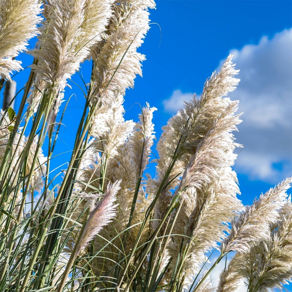 Herbe de la Pampa ou Cortaderia Selloana - Déco du Jardin à Reims