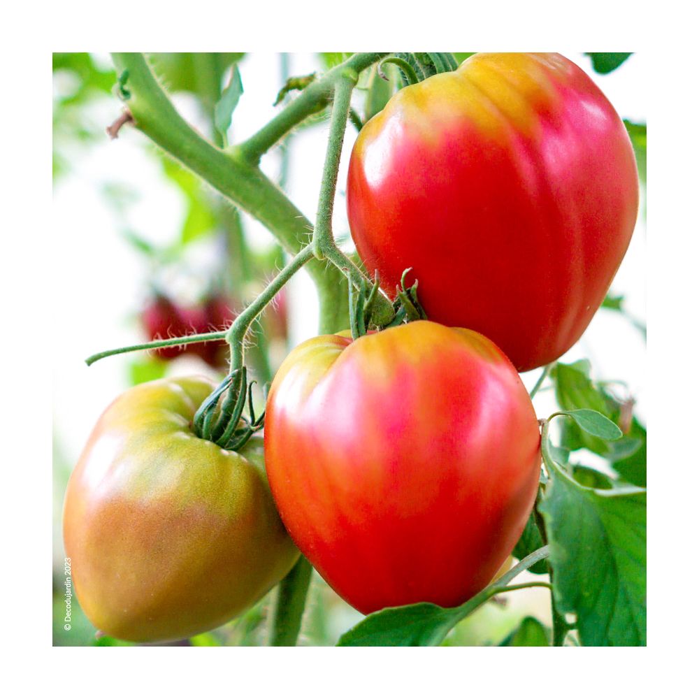 Plant de Tomate Coeur De Boeuf en godet.