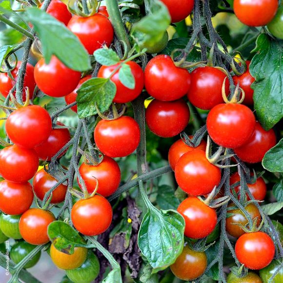 Plant de Tomates cerises en godet.