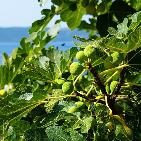 Figuier Ficus Carica, Figue Noir ou Ronde de Bordeaux, arbre fruitier rustique vendu en pot.