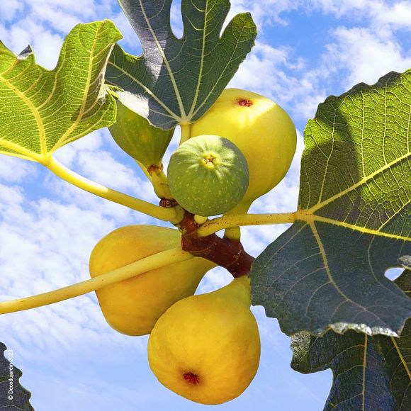 Figuier Ficus Carica, Figue Blanche ou Verdial, arbre fruitier rustique vendu en pot.