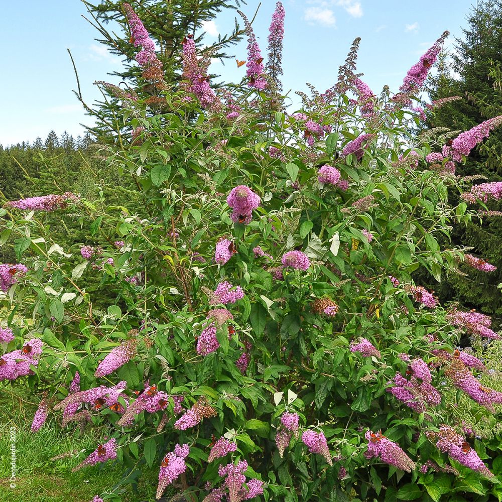 Arbre Aux Papillons, Buddleia Davidii, floraison colorée et parfumée. Arbuste Mellifère qui résiste au froid (-15°C°).