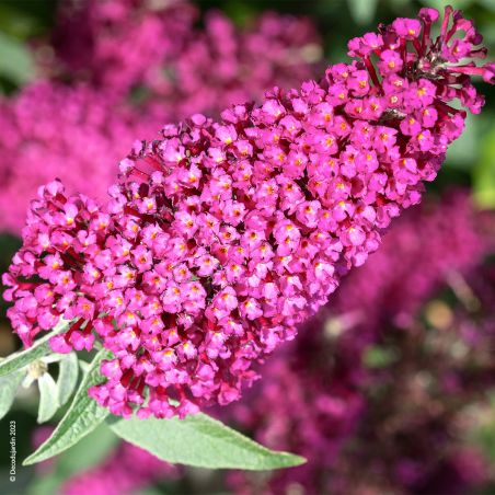 Arbre Aux Papillons, Buddleia Davidii, floraison colorée et parfumée. Arbuste Mellifère qui résiste au froid (-15°C°).