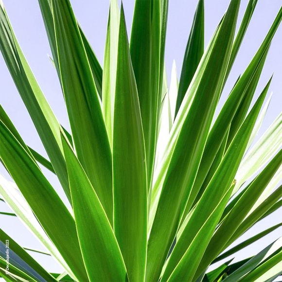 Yucca Gloriosa Vert