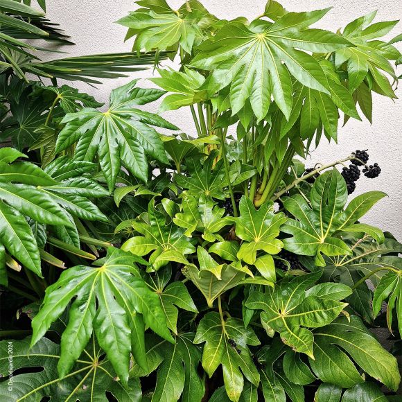Aralia, Fatsia Japonica ou Aralia du Japon, plante verte ornementale d'intérieur et d'extérieur.