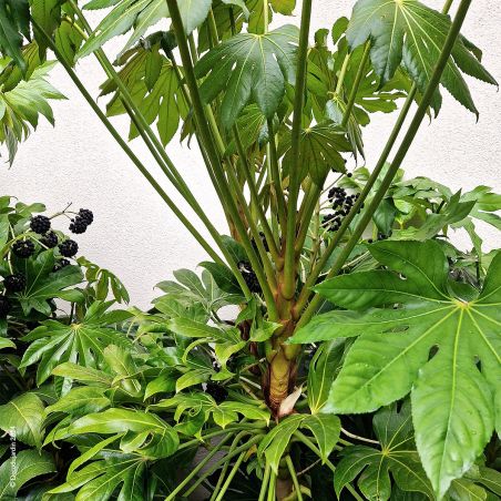 Aralia, Fatsia Japonica ou Aralia du Japon, plante verte ornementale d'intérieur et d'extérieur.
