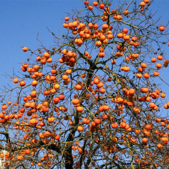 Kaki, Plaqueminier du Japon, Diospyros kaki, arbre fruitier rustique très décoratif.